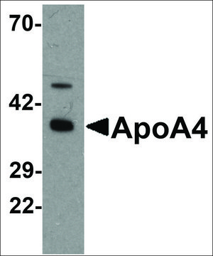Anti-APOA4 antibody produced in rabbit affinity isolated antibody