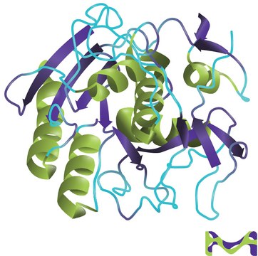 Proteinase&#160;K from Tritirachium album lyophilized powder, Molecular Biology, BioUltra, &#8805;30&#160;units/mg protein
