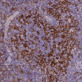 Monoclonal Anti-CD40 antibody produced in mouse Prestige Antibodies&#174; Powered by Atlas Antibodies, clone CL1673, purified immunoglobulin, buffered aqueous glycerol solution
