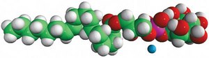 17:1 Lyso PI 1-(10Z-heptadecenoyl)-2-hydroxy-sn-glycero-3-phospho-(1&#8242;-myo-inositol) (ammonium salt), powder