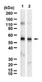 Anti-SLC1A3/EAAT1 Antibody, clone 2C3-K ZooMAb® Rabbit Monoclonal recombinant, expressed in HEK 293 cells