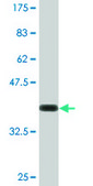 Monoclonal Anti-SYK antibody produced in mouse clone 4A7, ascites fluid