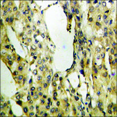 Anti-phospho-SYK (pTyr525) antibody produced in rabbit affinity isolated antibody