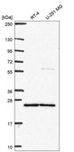 Anti-Tpt1 Antibody Produced In Rabbit Prestige Antibodies&#174; Powered by Atlas Antibodies, affinity isolated antibody, buffered aqueous glycerol solution