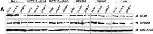 Anti-Spectrin alpha chain (nonerythroid) Antibody, clone AA6 clone AA6, Chemicon&#174;, from mouse