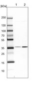 Anti-PPP2CA antibody produced in rabbit Prestige Antibodies&#174; Powered by Atlas Antibodies, affinity isolated antibody, buffered aqueous glycerol solution