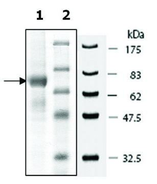 PADI-1 human recombinant, expressed in baculovirus infected Sf9 cells, &#8805;70% (SDS-PAGE)