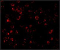 Anti-IRAK-4 antibody produced in rabbit affinity isolated antibody, buffered aqueous solution