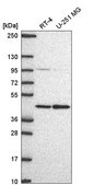 Anti-PRMT1 antibody produced in rabbit Prestige Antibodies&#174; Powered by Atlas Antibodies, affinity isolated antibody