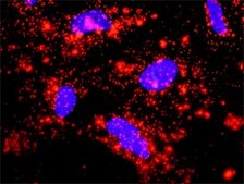 Monoclonal Anti-CASP9 antibody produced in mouse clone 3B8-4G2, purified immunoglobulin, buffered aqueous solution
