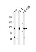 [KO Validated]Anti-CD44 antibody produced in rabbit [Knockout Validated],purified polyclonal antibody, buffered aqueous solution