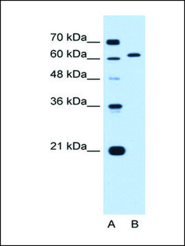 Anti-LMNB2 antibody produced in rabbit affinity isolated antibody