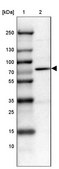 Anti-PRMT2 antibody produced in rabbit Prestige Antibodies&#174; Powered by Atlas Antibodies, affinity isolated antibody, buffered aqueous glycerol solution