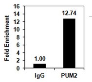 RIPAb+ PUM2 Antibody from rabbit, purified by affinity chromatography