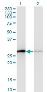 Monoclonal Anti-TCEAL1 antibody produced in mouse clone 3B9, purified immunoglobulin, buffered aqueous solution