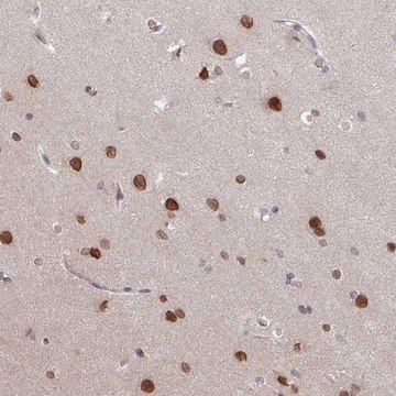 Anti-RBM4 antibody produced in rabbit Prestige Antibodies&#174; Powered by Atlas Antibodies, affinity isolated antibody, buffered aqueous glycerol solution