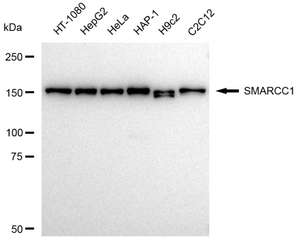 KD-Validated Anti SMARCC1 Antibody, clone 23GB4165, Rabbit Monoclonal clone 23GB4165, recombinant rabbit monoclonal, expressed in HEK293 cells