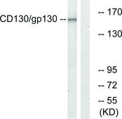 Anti-CD130 antibody produced in rabbit affinity isolated antibody