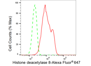 Anti Histone deacetylase 8 Antibody, clone 23GB6185, Rabbit Monoclonal clone 23GB6185, recombinant rabbit monoclonal, expressed in HEK293 cells