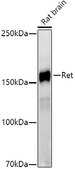 Anti-Ret Antibody, clone 3U8T6, Rabbit Monoclonal