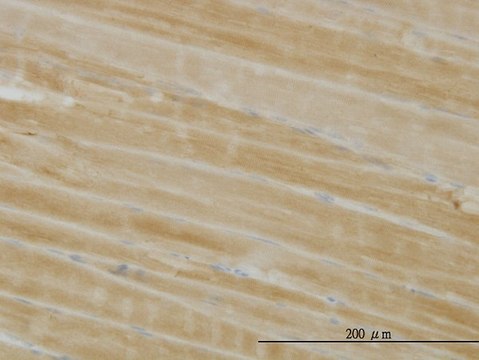 Monoclonal Anti-PHKG1 antibody produced in mouse clone 2B4, purified immunoglobulin, buffered aqueous solution