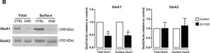 Anti-Glutamate receptor 1 Antibody from rabbit, purified by affinity chromatography