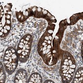 Anti-HOXA5 antibody produced in rabbit Prestige Antibodies&#174; Powered by Atlas Antibodies, affinity isolated antibody, buffered aqueous glycerol solution