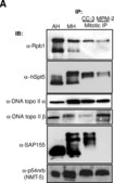 Anti-phospho-Ser/Thr-Pro MPM-2 Antibody clone MPM-2, Upstate&#174;, from mouse