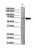 Anti-HSPA1A antibody produced in rabbit affinity isolated antibody