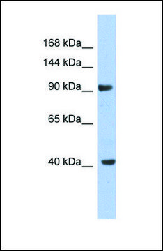 Anti-KCNH6 antibody produced in rabbit affinity isolated antibody