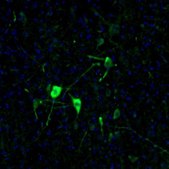 Anti-NECAB2 antibody produced in rabbit affinity isolated antibody, buffered aqueous glycerol solution