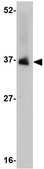 Anti-NENF Antibody from rabbit, purified by affinity chromatography