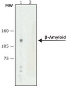 Anti-&#946;-Amyloid antibody, Mouse monoclonal clone NAB 228, purified from hybridoma cell culture