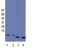 Anti-Histone H4 Antibody, pan, clone 62-141-13, rabbit monoclonal clone 62-141-13, Upstate&#174;, from rabbit
