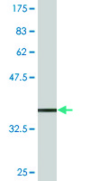 Monoclonal Anti-TCEAL1 antibody produced in mouse clone 2B5, purified immunoglobulin, buffered aqueous solution