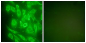 Anti-HSP90A antibody produced in rabbit affinity isolated antibody