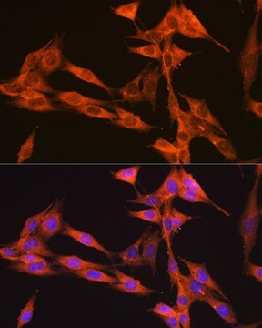 Anti-PIK3C3/VPS34 antibody produced in rabbit