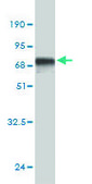 Monoclonal Anti-PCGF4 antibody produced in mouse clone 4E10-1C5, purified immunoglobulin, buffered aqueous solution