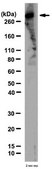 Anti-InsP3R Antibody, Type 1 from rabbit, purified by affinity chromatography
