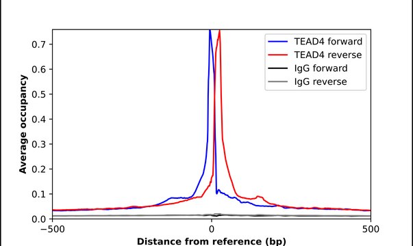Anti-TEAD4 antibody produced in rabbit Prestige Antibodies&#174; Powered by Atlas Antibodies, affinity isolated antibody, buffered aqueous glycerol solution