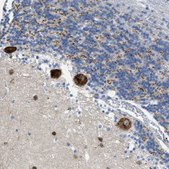 Anti-PTDSS1 antibody produced in rabbit Prestige Antibodies&#174; Powered by Atlas Antibodies, affinity isolated antibody, buffered aqueous glycerol solution