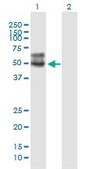 Monoclonal Anti-SLC2A4, (C-terminal) antibody produced in mouse clone 1F12, purified immunoglobulin, buffered aqueous solution