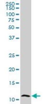Monoclonal Anti-S100A7 antibody produced in mouse clone 1F8, purified immunoglobulin, buffered aqueous solution
