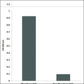 Anti-phospho-Ret (pTyr1062) antibody produced in rabbit affinity isolated antibody