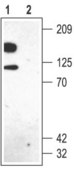 Anti-Potassium Channel Kv2.1 (DRK1) antibody produced in rabbit IgG fraction of antiserum, lyophilized powder
