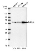 Anti-NONO antibody produced in rabbit Prestige Antibodies&#174; Powered by Atlas Antibodies, affinity isolated antibody, buffered aqueous glycerol solution
