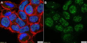 Anti-hnRNP A1 Antibody, clone 1I21 ZooMAb&#174; Rabbit Monoclonal recombinant, expressed in HEK 293 cells