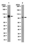Anti-EZH2 Antibody, clone AE25 clone AE25, from mouse
