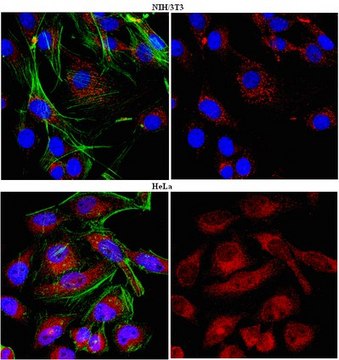 Anti-HAX-1 Antibody from rabbit, purified by affinity chromatography