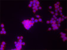 Anti-COX2 antibody produced in rabbit ~1.0&#160;mg/mL, affinity isolated antibody